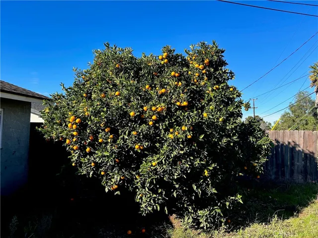 Back Yard Orange Tree