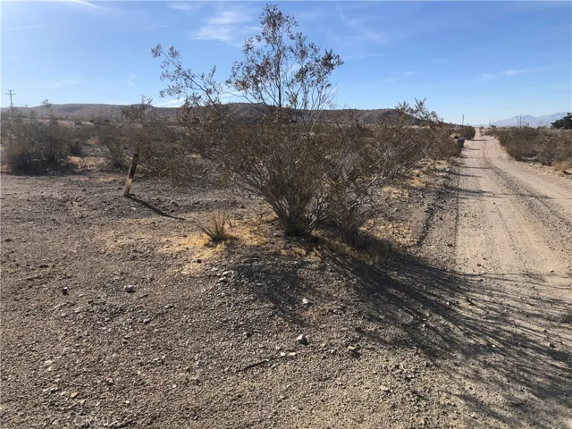 Mesquite (native plant)