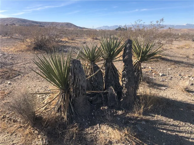 Yucca (native foliage)