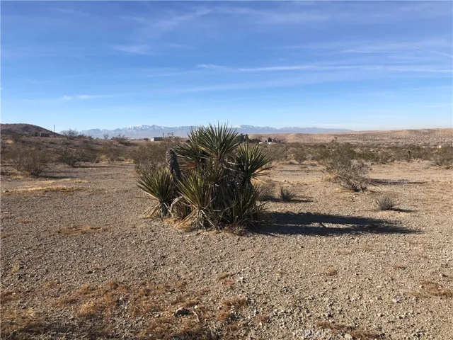 More Yucca