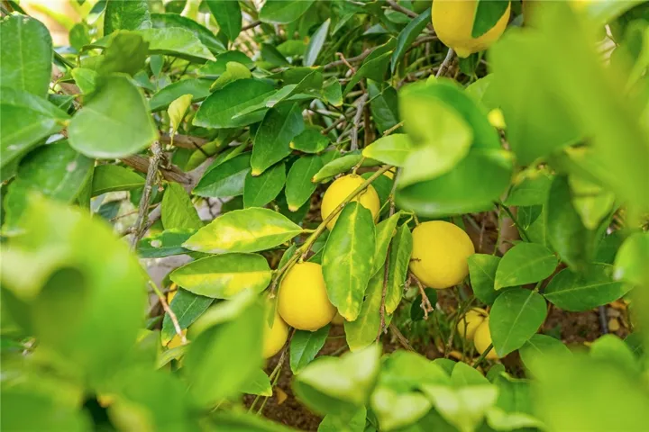 Meyers Lemons