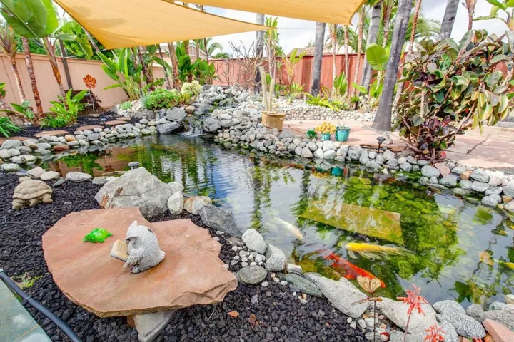 Amazing Koi Pond