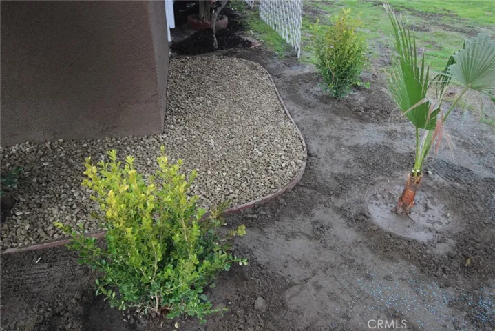 NEW shrubbery...and transplanted palm...gravel border