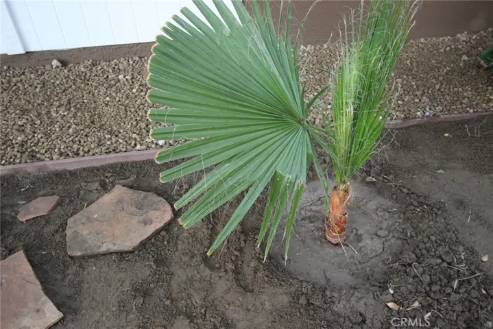 transplanted palm