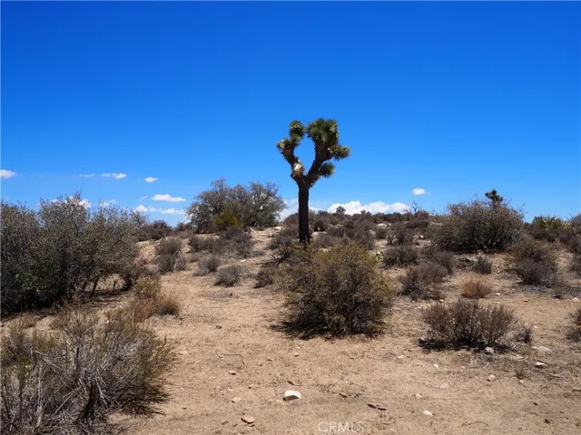 View pic, one of the many Joshua trees scattered all around the area.
