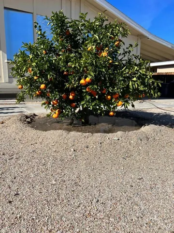 mandarina