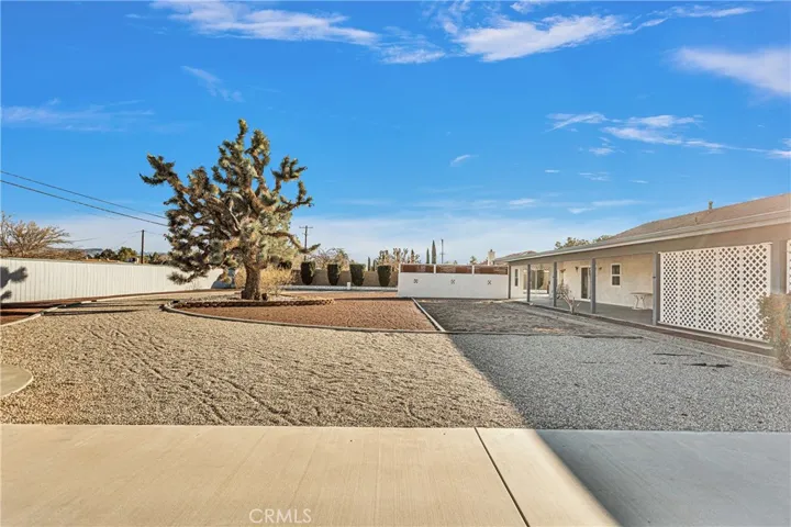 Native Joshua tree makes a perfect centerpiece in this large private backyard.