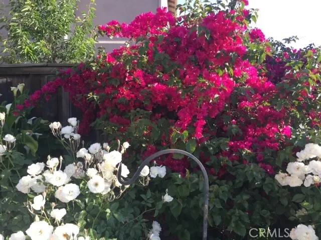 Pictures show when flowers are in bloom