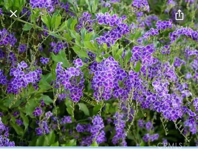 Pictures show when flowers are in bloom