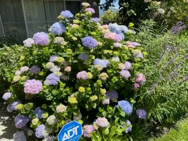 Pictures show when flowers are in bloom