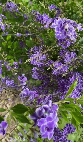 Pictures show when flowers are in bloom