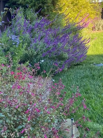 Pictures show when flowers are in bloom