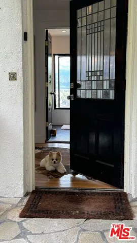 Bo the Pomeranian Not Included!
