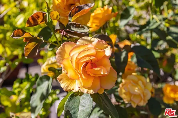 and roses