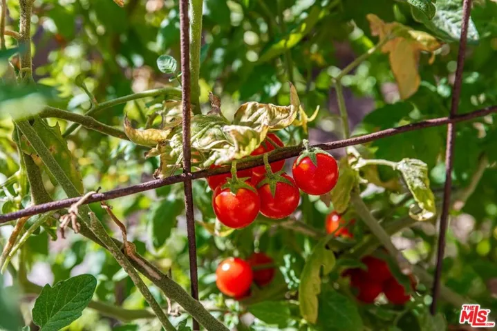Sun for the Tomatoes