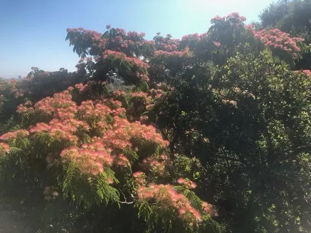 3807 Kingridge Drive, San Mateo, California 94403