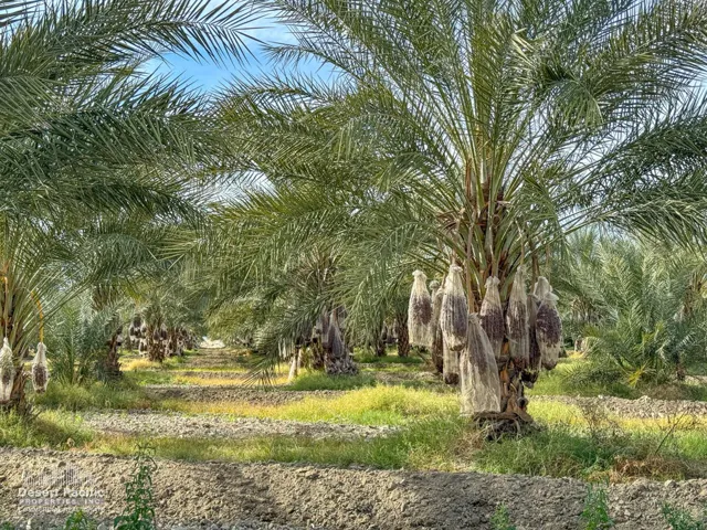 42.94AC-GroundPhotos-web-09