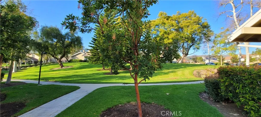 Beautiful trees!
