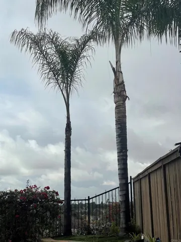 Palm trees side yard.
