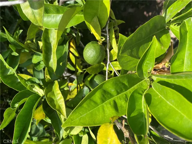 Limes