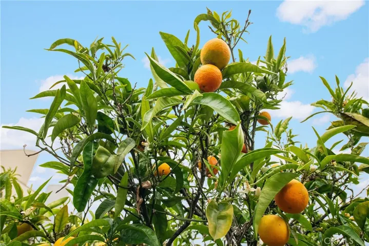 Fruit Trees