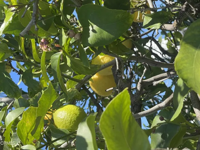 Lemon Tree