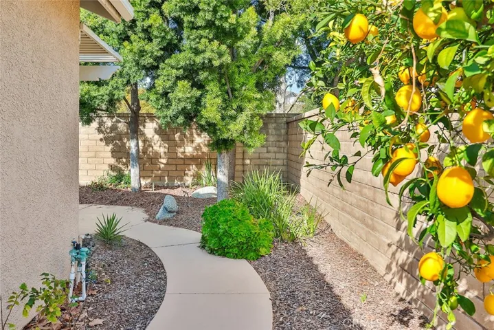 side yard with lemon tree