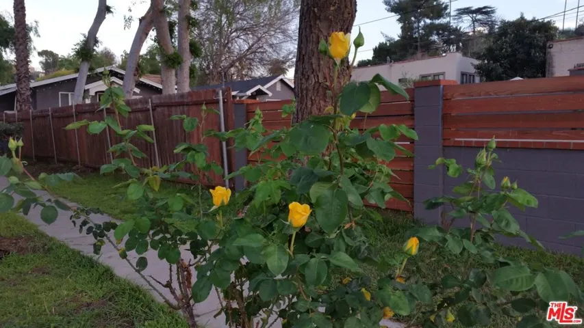 roses on the way to 1418 and 1418 1/2