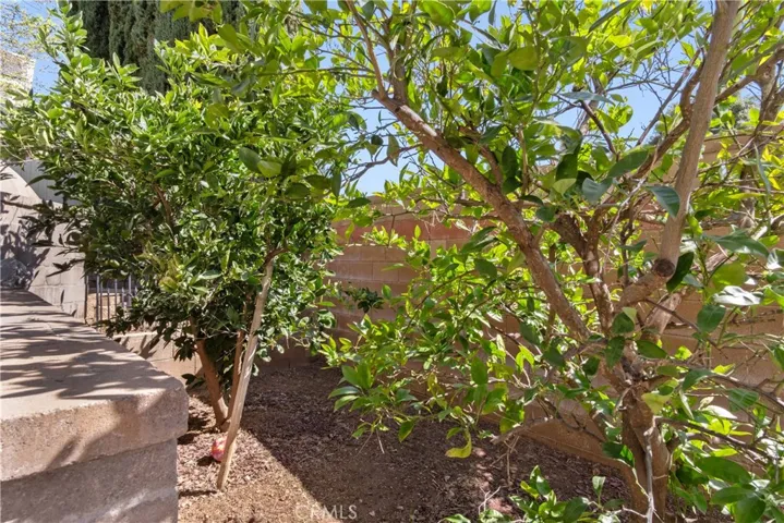 Orange trees
