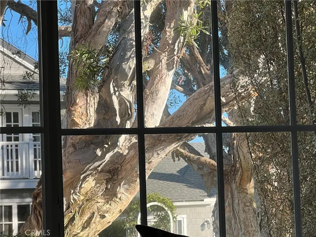 View of beautiful Melaleuca Trees from the  living room.