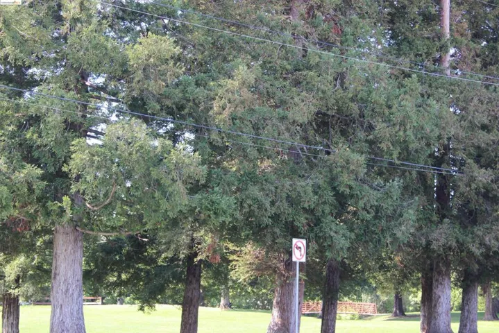 Buchanan Park