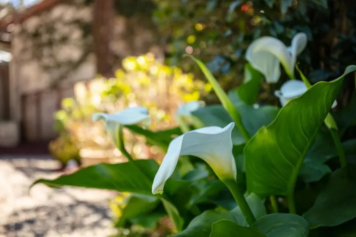 33 Bear Valley, Aptos, California 95003
