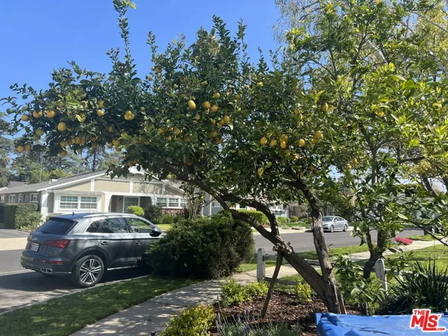 Prolific Lemon Tree