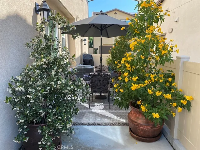 in full bloom!