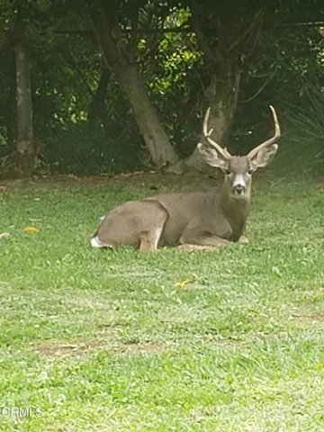 Deer