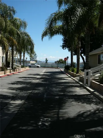 Palm tree lined street