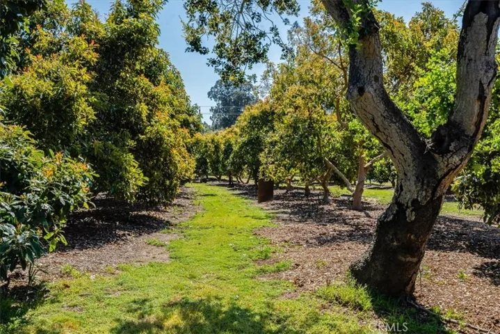 Spacing between the Avocado Trees