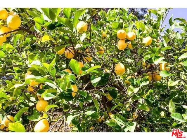 Fruit trees