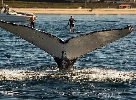 Whale sitings off Redondo Beach