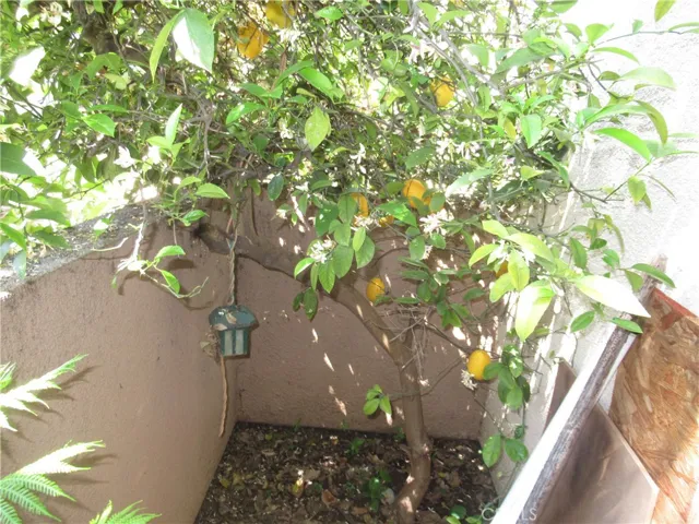 Meyers Lemon Tree