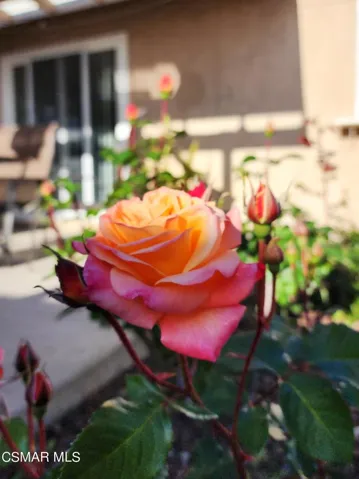 Cedarwood roses