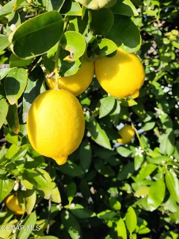 Cedarwood lemon tree