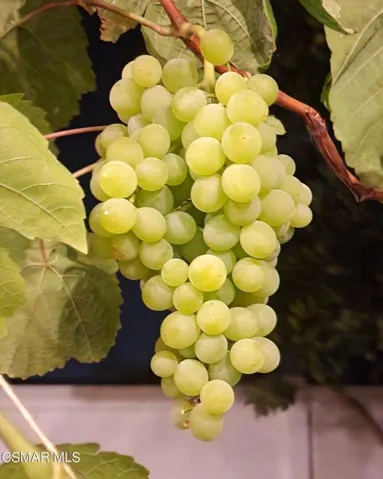 Cedarwood grapes