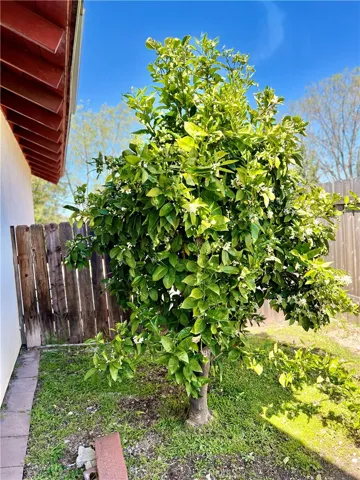 Citrus Tree