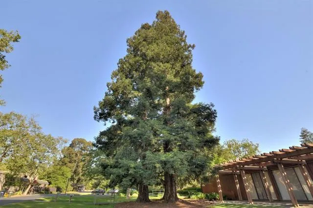 4 Farm Road, Los Altos, California 94024