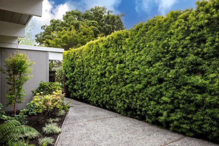 1535 Channing Avenue, Palo Alto, California 94303