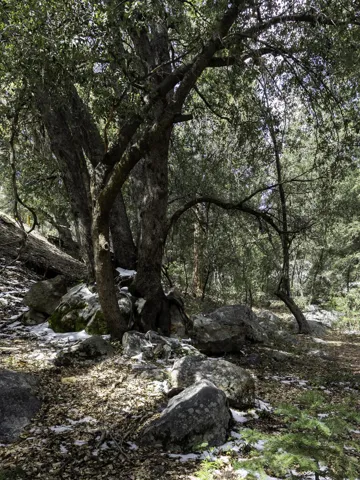 Rising Glen Road Idyllwild-33