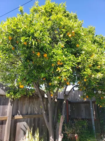 1033 orange tree in yard