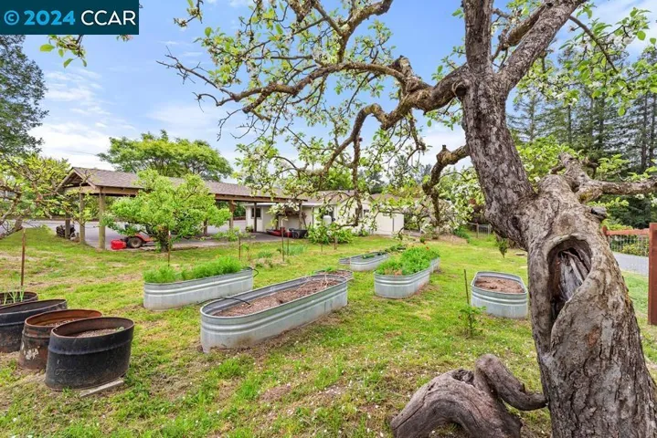 back yard