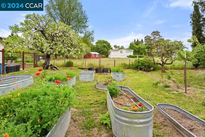 back yard